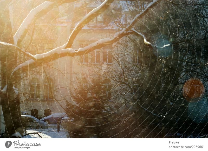 Schöner Schein Umwelt Natur Winter Schönes Wetter Schnee Pflanze Baum Sträucher Blatt Haus Fassade Fenster mehrfarbig hell Beleuchtung leuchten Sonne Wintertag