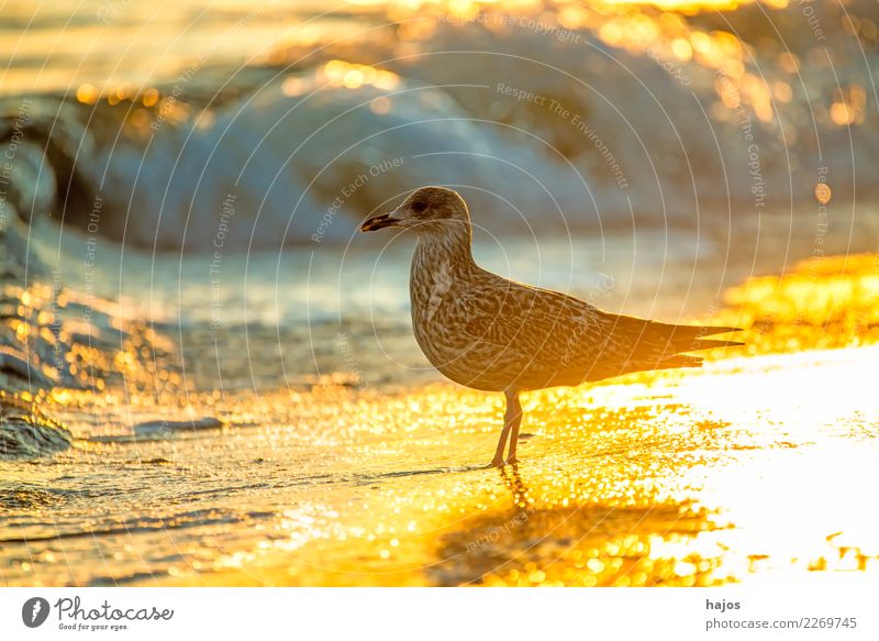 Silbermöwe bei Sonnenaufgang am Strand Natur Tier Wasser Wärme Ostsee Wildtier Vogel 1 schön Larus argentatus Pontoppidan jung golden Brandung sonnig hellt Möwe