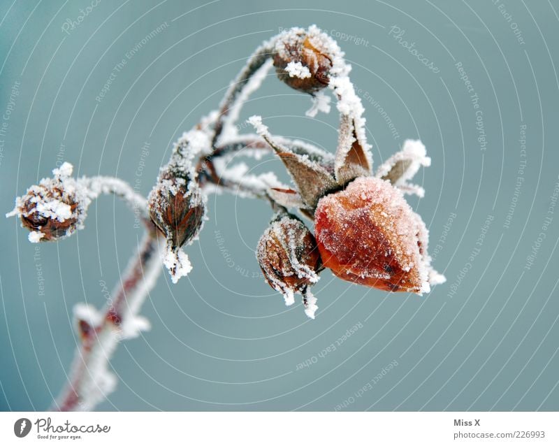 Frostige Rose Winter Pflanze Blume Blatt Blüte Garten kalt Raureif Eis Blütenknospen erfrieren welk Farbfoto Außenaufnahme Nahaufnahme Menschenleer