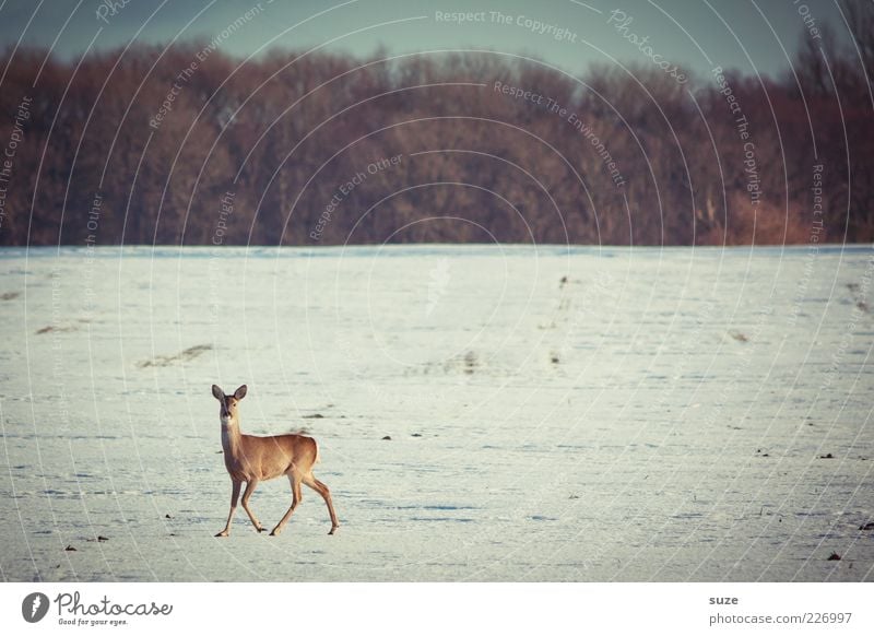 Reh Winter Schnee Umwelt Natur Landschaft Himmel Horizont Wald Tier Wildtier 1 laufen authentisch wild beobachten Neugier Schneedecke Feld Waldrand Wachsamkeit