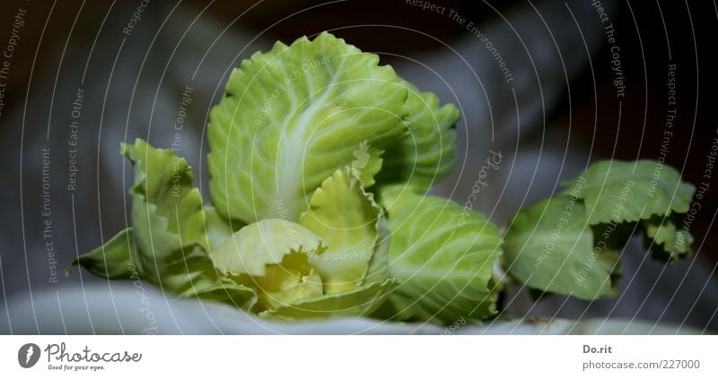 Kohl für 200.000 Lebensmittel Gemüse Ernährung Mittagessen Abendessen Picknick Diät Sinnesorgane Blatt grün hellgrün Blattadern lecker Farbfoto Gedeckte Farben