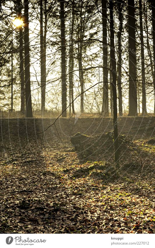 Morgenspaziergang Spazierweg Sonne Umwelt Natur Pflanze Sonnenlicht Herbst Schönes Wetter Baum Wildpflanze Wald dehydrieren natürlich wild gelb gold schwarz