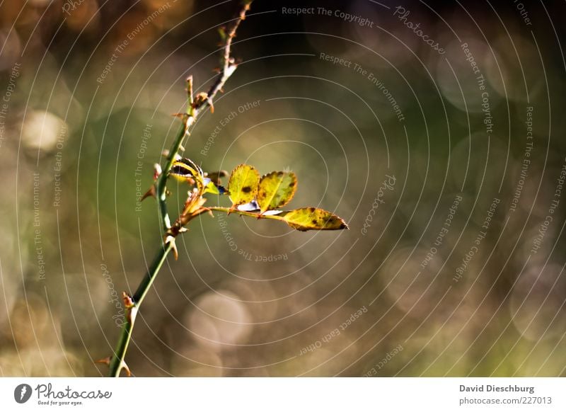 Alleinstehend Natur Pflanze Sommer Schönes Wetter Sträucher Blatt braun grün einzeln Stengel Wachstum Stachel Querformat herbstlich Herbstfärbung Außenaufnahme