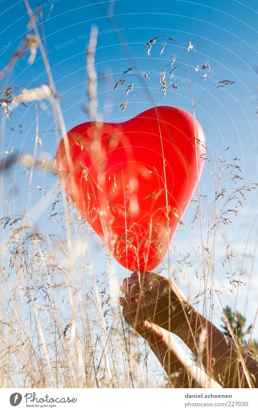 Barbara, schau mal !! Arme Hand 1 Mensch Schönes Wetter Gras Luftballon Herz blau rot Gefühle Stimmung Freude Glück Fröhlichkeit Lebensfreude Sympathie Frieden