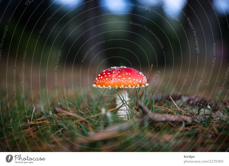 Ein schöner roter Fliegenpilz im Wald Waldboden Natur Pflanze Erde Sommer Herbst leuchten Pilz Wachstum ästhetisch Freundlichkeit giftig natürlich positiv grün