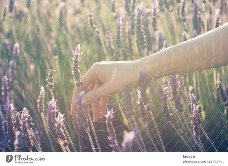 Lavendelsammeln schön Körperpflege Haut Maniküre Kosmetik Parfum Creme Nagellack Gesundheitswesen Behandlung Alternativmedizin Allergie Medikament Wellness