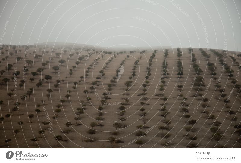 Bäume in Reih und Glied Umwelt Natur Landschaft Pflanze Urelemente Sand Wolken Klima schlechtes Wetter Nebel Baum Nutzpflanze Feld Wald Hügel Wüste kalt trist