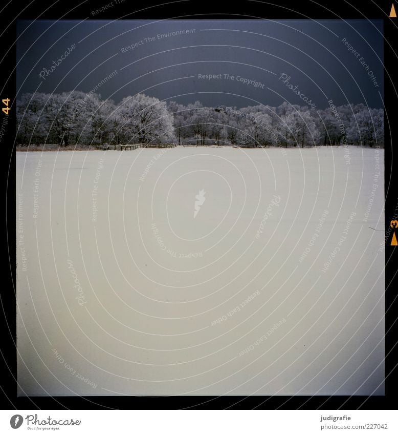 Winter Umwelt Natur Landschaft Himmel Eis Frost Schnee Baum Wald Küste Seeufer Prerow Prerow-Strom dunkel kalt Stimmung Farbfoto Gedeckte Farben Außenaufnahme