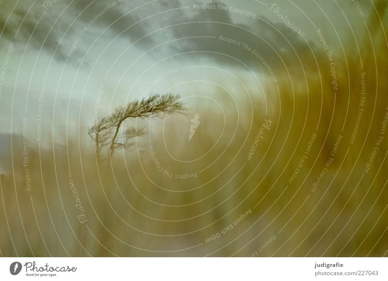 Weststrand Umwelt Natur Landschaft Pflanze Himmel Wolken Baum Gras Küste Ostsee natürlich wild Stimmung Windflüchter Farbfoto Gedeckte Farben Außenaufnahme