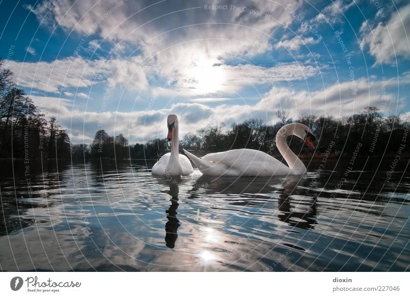 Ledas Schwäne Umwelt Natur Luft Wasser Himmel Wolken Sonne Sonnenlicht Wetter Schönes Wetter Park Seeufer Tier Vogel Schwan 2 beobachten Blick ästhetisch