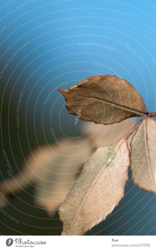 blätter Natur Himmel Schönes Wetter Pflanze Blatt weich blau Farbfoto Außenaufnahme Nahaufnahme Detailaufnahme Makroaufnahme Tag Licht Unschärfe