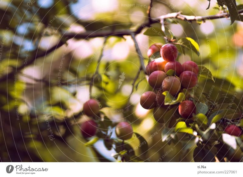 es wird mal wieder Zeit... Umwelt Natur Sommer Pflanze Blatt Wildpflanze Pflaumenbaum hängen Wachstum authentisch frisch lecker grün violett Farbfoto