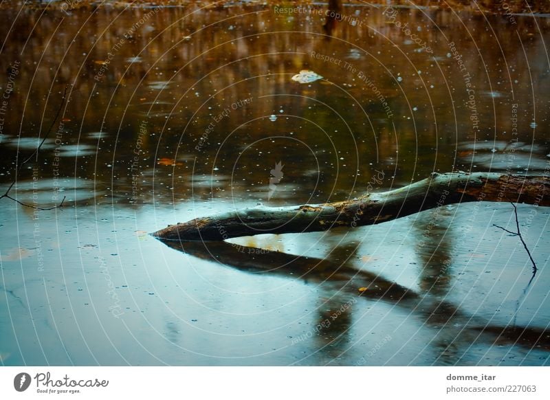 Autumn Natur Pflanze Wasser Herbst schlechtes Wetter Regen Baum Teich dunkel kalt nass natürlich trist weich blau braun gelb rot Gefühle Trauer Tod Einsamkeit