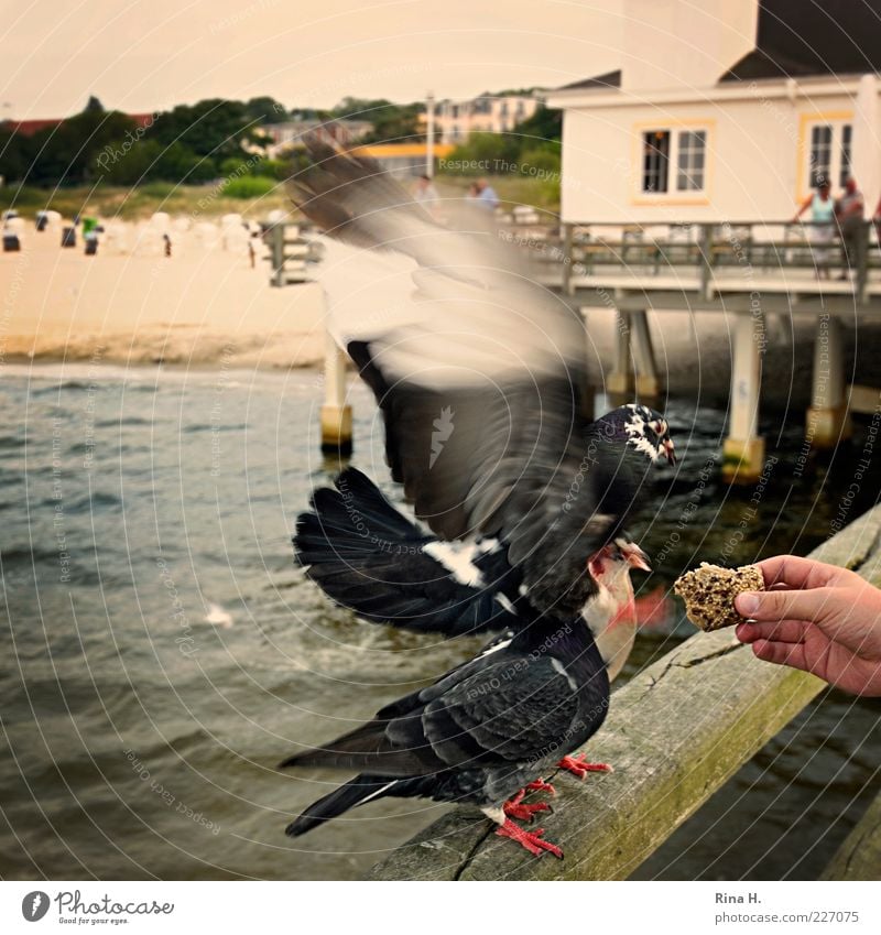 Futterneid Natur Sommer Strand Ostsee Usedom Taube 3 Tier Erholung fliegen Fressen füttern Aggression Tierliebe Appetit & Hunger Neid Farbfoto Außenaufnahme