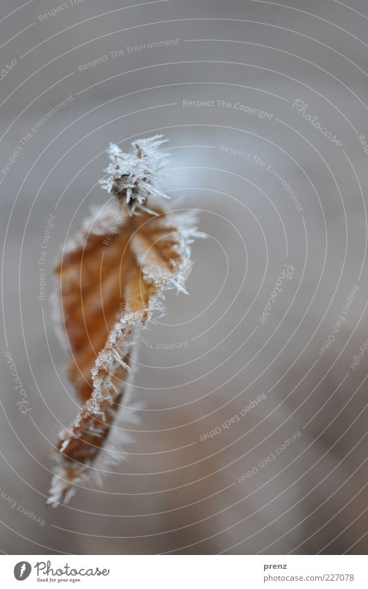 Rauhreif Natur Pflanze Wasser Winter Klima Eis Frost Sträucher Blatt Wildpflanze Eiskristall Raureif braun Nahaufnahme Makroaufnahme Spitze Schweben Farbfoto