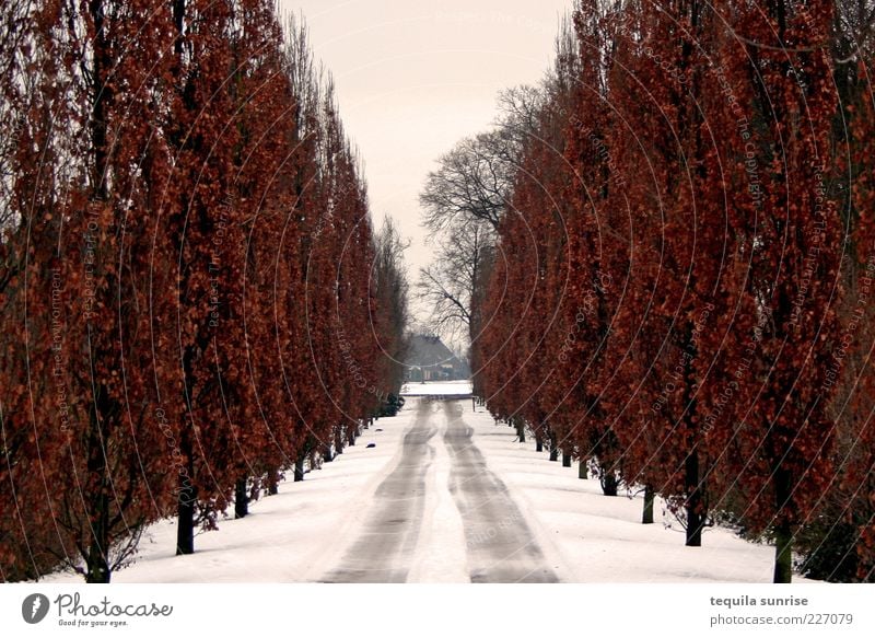 Winterliche Pappelallee Umwelt Natur Pflanze Herbst Klima schlechtes Wetter Eis Frost Schnee Baum Pappeln Park Straße Wege & Pfade Allee Stimmung Traurigkeit