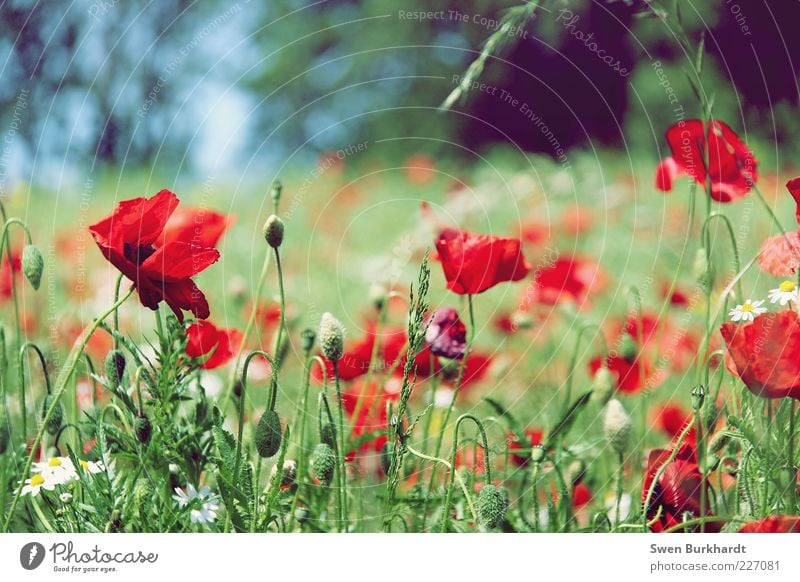 Ein Hauch von Sommergefühl ruhig Duft Umwelt Natur Pflanze Schönes Wetter Blume Gras Blatt Blüte Wildpflanze Mohn Mohnblüte Wiese Blühend Wachstum grün rot