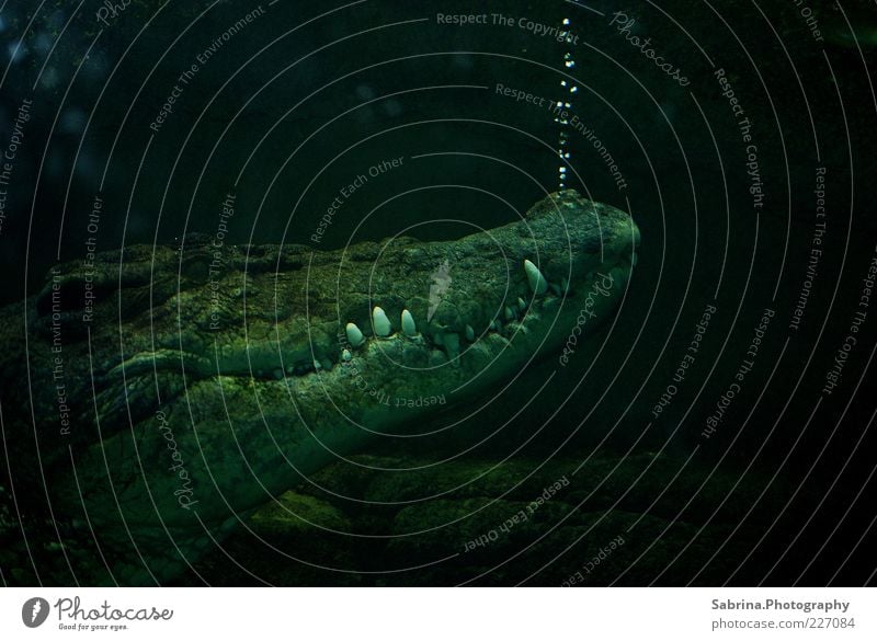 Verräterische Bläschen elegant Tier Wildtier Aquarium 1 Wasser atmen genießen Traurigkeit Aggression ästhetisch bedrohlich dunkel authentisch rebellisch