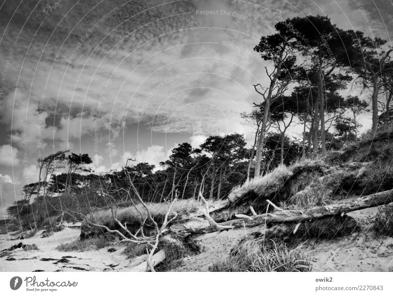 Sturmschaden Umwelt Natur Landschaft Pflanze Himmel Wolken Schönes Wetter Wind Baum Gras Sträucher Windflüchter Küste Strand Ostsee Weststrand Holz wild bizarr