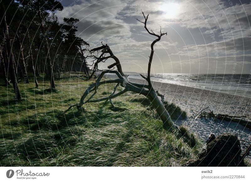 Hilferuf Umwelt Natur Landschaft Pflanze Urelemente Luft Wasser Himmel Wolken Horizont Schönes Wetter Wind Baum Gras Sträucher Windflüchter Wald Küste Ostsee