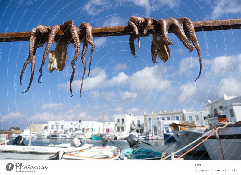 Lufttrocknung Meeresfrüchte Ernährung Himmel Wolken Schönes Wetter Küste Stadt Hafenstadt Gebäude Fischerboot Wildtier Tintenfisch Kraken 2 Tier einfach