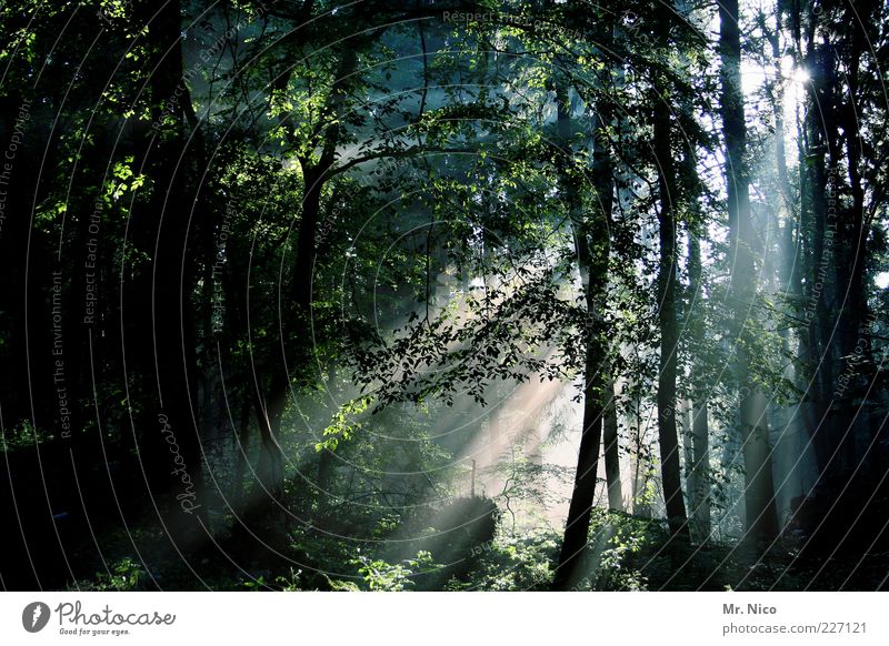 weg des lichts Umwelt Natur Sommer Klima Baum Wald Mischwald Laubwald Märchenwald Holz mystisch friedlich ruhig geheimnisvoll Unterholz Forstwirtschaft Romantik