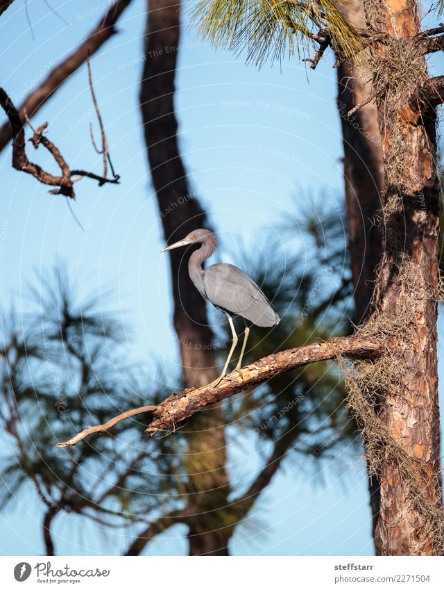 Kleiner blauer Reihervogel Egretta caerulea Mann Erwachsene Tier Sommer Baum Wald Wildtier Vogel 1 braun grau Blaureiher Kleiner Blaureiher Sumpf Feuchtgebiete