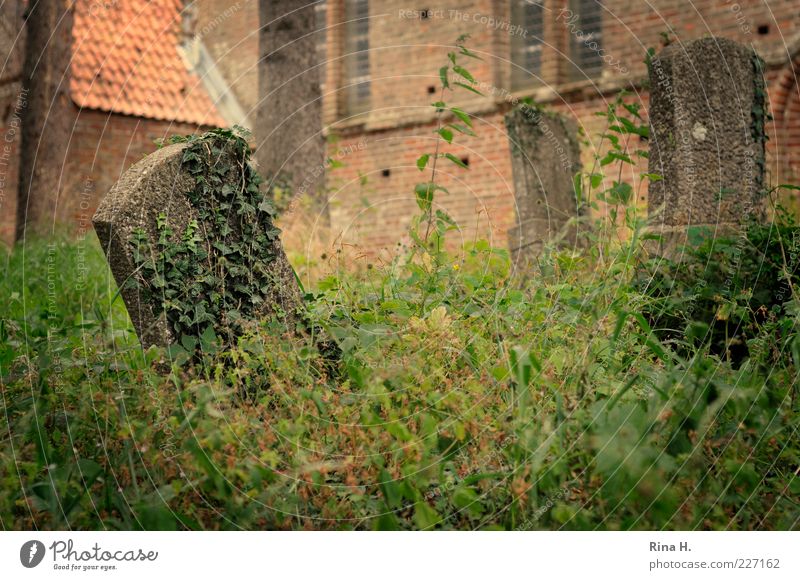 Vergessen Sommer Efeu trist Gefühle Glaube Traurigkeit Tod Ewigkeit Religion & Glaube Verfall Vergangenheit Vergänglichkeit Grabmal Friedhof schäbig verwildert