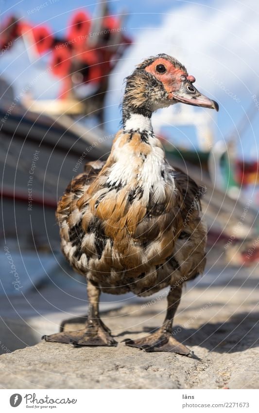 zutraulich Naoussa Fischerdorf Hafenstadt Tier Wildtier Vogel 1 achtsam Wachsamkeit Vorsicht Gelassenheit geduldig ruhig Perspektive stehen warten Außenaufnahme