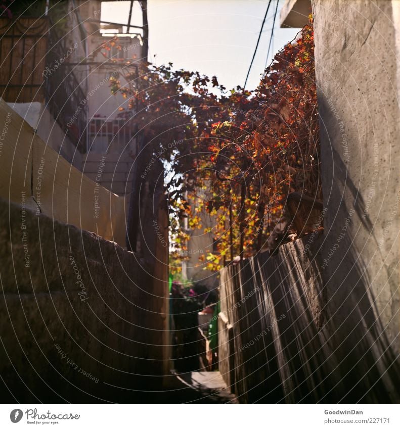 durch die gassen Umwelt Natur Pflanze Blume Sträucher Stadt Menschenleer Haus Traumhaus Mauer Wand Treppe Fassade Balkon alt Armut authentisch außergewöhnlich