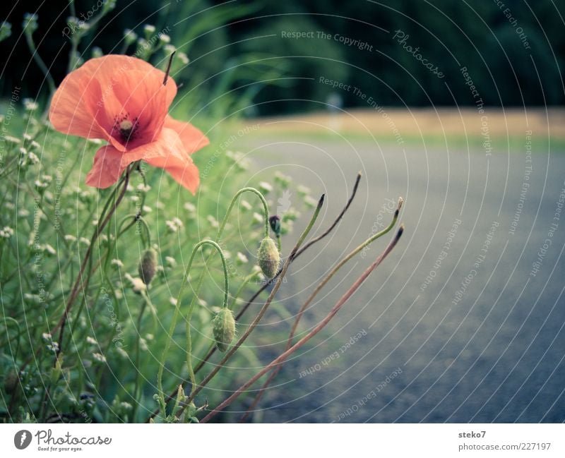 Wachstumsgrenze Pflanze Sommer Mohnblüte Feld Straße Straßenrand grau grün rot Wege & Pfade Landstraße Grenze zurückziehen Farbfoto Nahaufnahme