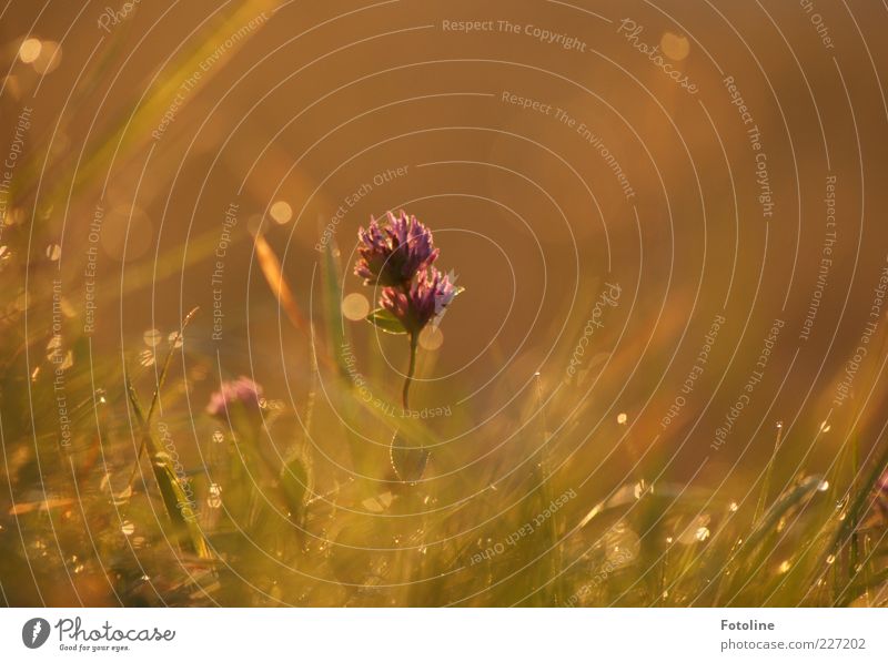 400 wundervolle Momente Umwelt Natur Pflanze Urelemente Wasser Wassertropfen Sommer Blume Gras Blatt Blüte Wildpflanze Garten Park Wiese Duft hell nass