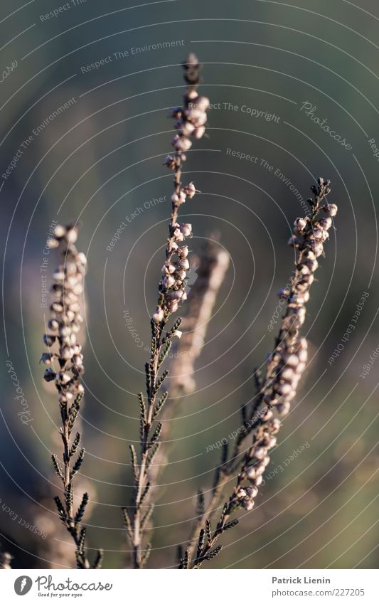 Heideblümschen für Fotoline Umwelt Natur Pflanze Herbst Wetter Sträucher Wildpflanze dünn schön natürlich wild Stimmung trocken Samen Farbe Unschärfe