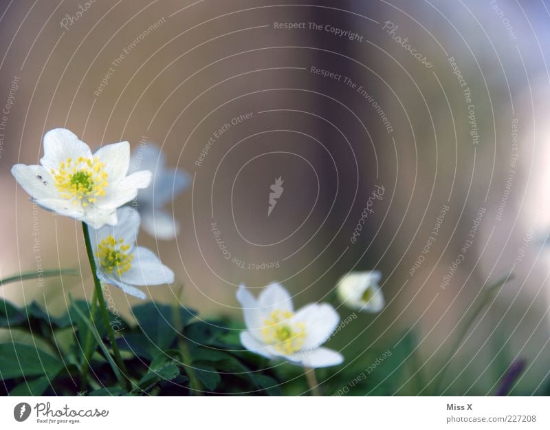 Bu-Wi-Rö für Fotoline Natur Pflanze Frühling Blume Blatt Blüte Blühend Duft Wachstum Buschwindröschen Frühblüher weiß Blütenblatt Farbfoto Außenaufnahme