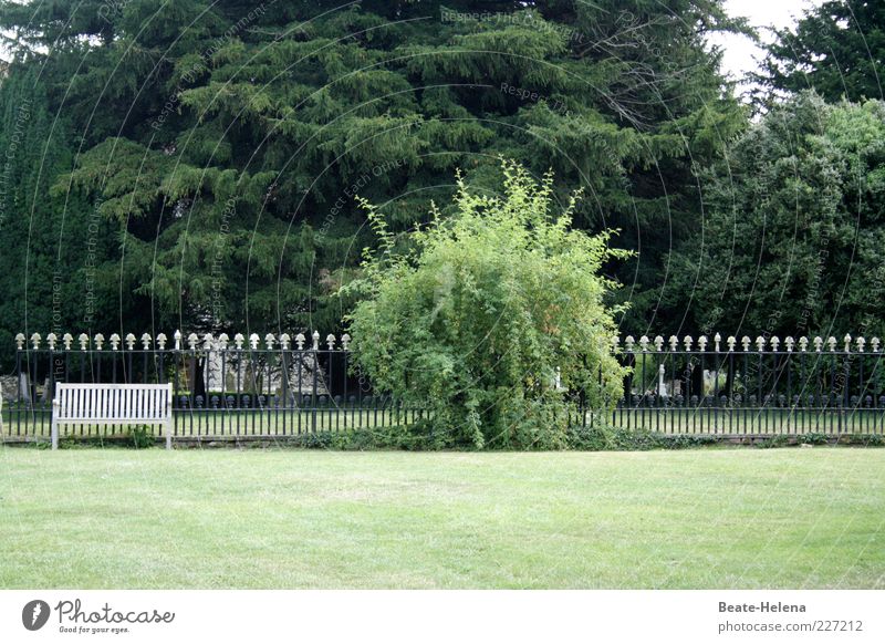 Rasen frisch gemäht Sommer Garten Natur Landschaft Schönes Wetter Park Wiese Erholung sitzen ästhetisch Duft grün weiß rein ruhig Parkbank England Geborgenheit