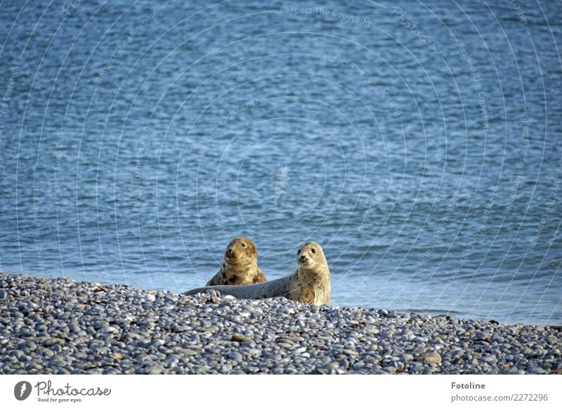 Pure Neugier Umwelt Natur Landschaft Tier Urelemente Erde Wasser Winter Schönes Wetter Küste Strand Nordsee Meer Insel Wildtier Fell 2 Tierpaar hell maritim