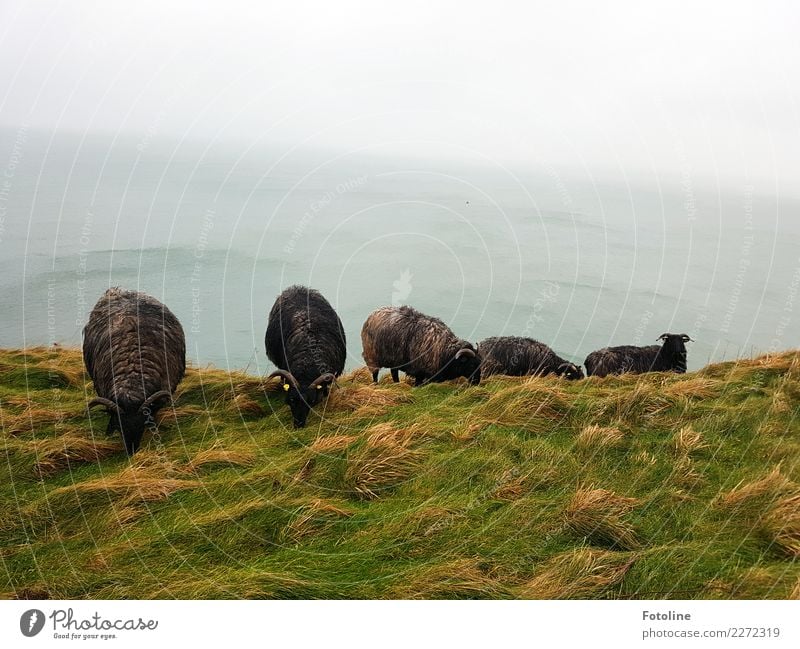 Am Abhang Umwelt Natur Landschaft Pflanze Tier Urelemente Wasser Himmel Herbst Winter Gras Wiese Hügel Küste Nordsee Meer Insel Nutztier Fell Tiergruppe Herde