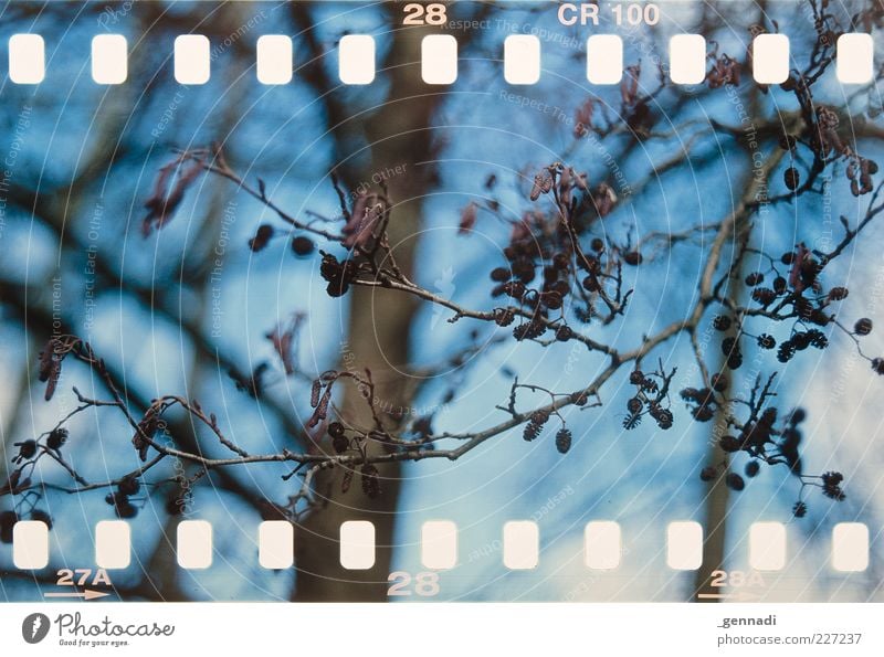 0 0 0 0 0 0 0 0 0 0 0 0 0 0 0 0 0 0 Umwelt Natur Pflanze Luft Himmel Frühling Schönes Wetter Baum Wachstum ästhetisch authentisch einzigartig blau braun schön