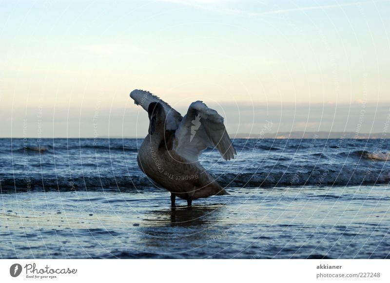 Schwan Umwelt Natur Tier Ostsee Meer Vogel Feder Flügel Außenaufnahme Licht Sonnenlicht Wasser Wellen weiß schön natürlich Farbfoto Menschenleer 1