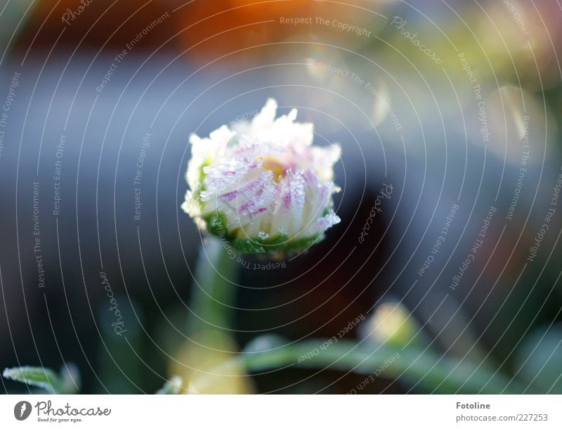 Gänseblümchen tiefgekühlt Umwelt Natur Pflanze Urelemente Eis Frost Blume Blüte Blütenblatt gefroren kalt Außenaufnahme Textfreiraum oben Licht Sonnenlicht