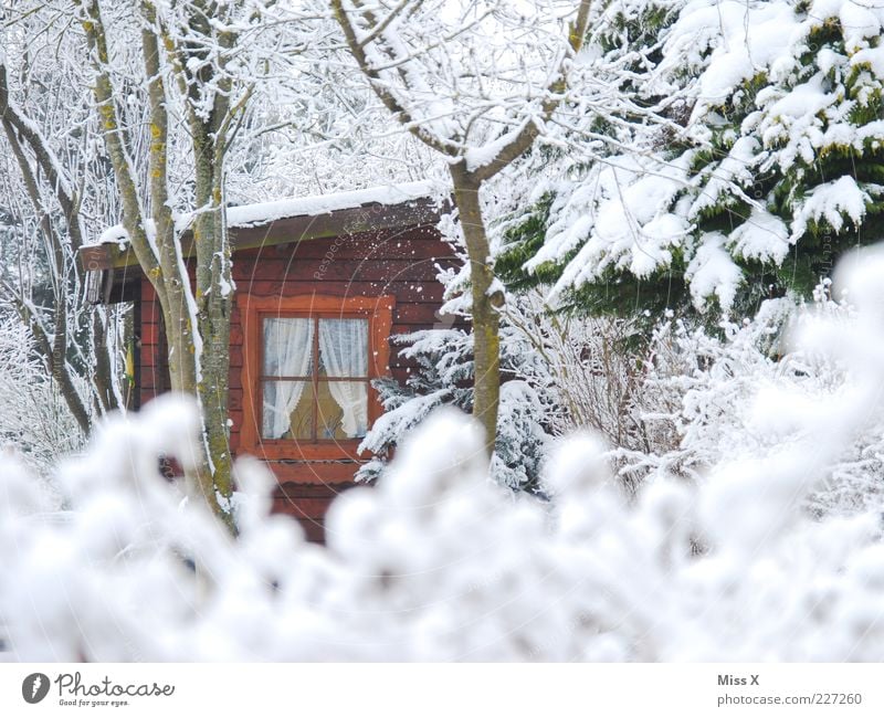 Versteckt II Garten Natur Winter Wetter Eis Frost Schnee Baum Sträucher Hütte Fenster kalt weiß Stimmung Schrebergarten Holzhaus Gartenhaus Märchenwald heimelig