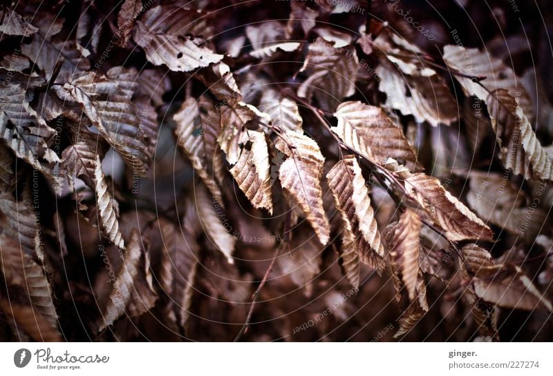 totschön Umwelt Natur Winter Klima Blatt dehydrieren trocken braun Zweig kalt natürlich Wandel & Veränderung Farbfoto Außenaufnahme Nahaufnahme