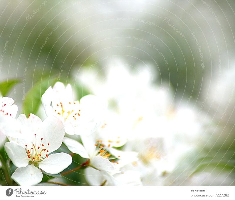 spring! Natur Pflanze Frühling Blüte Blühend Duft ästhetisch frisch natürlich schön grün weiß Frühlingsgefühle Hoffnung Baumblüte zart Rahmen Farbfoto