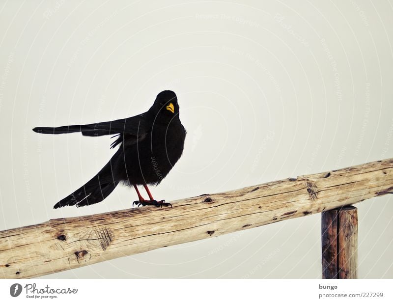 Wegweiser Natur Tier Vogel 1 sitzen warten dunkel Amsel Geländer Flügel Feder Schnabel schlechtes Wetter Farbfoto Außenaufnahme Tag Tierporträt zeigen