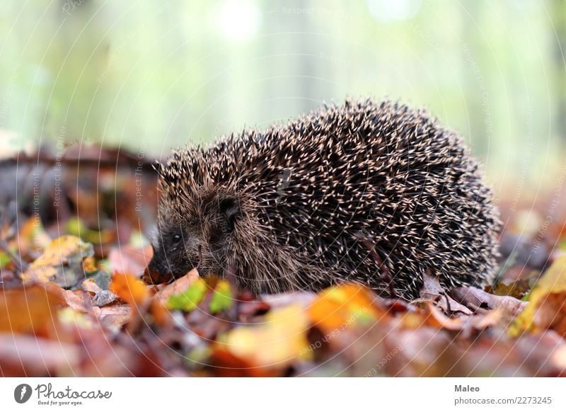 Igel Natur Tier Wald Wildtier Tiergesicht 1 krabbeln Farbfoto Außenaufnahme Tag Schwache Tiefenschärfe Blatt Herbst