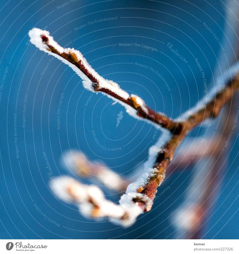 Gefrosteter Zweig Umwelt Natur Pflanze Winter Schönes Wetter Eis Frost Sträucher Grünpflanze Wildpflanze Ast kalt blau gefroren Farbfoto Gedeckte Farben