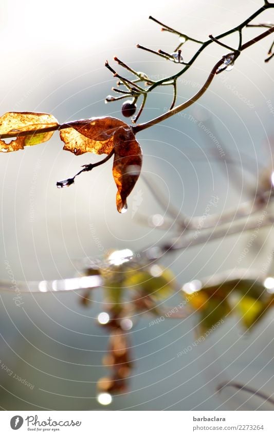 leise Weise Natur Pflanze Wassertropfen Himmel Winter Sträucher Blatt Beere Garten leuchten hell Gefühle Stimmung Sehnsucht Klima Vergänglichkeit