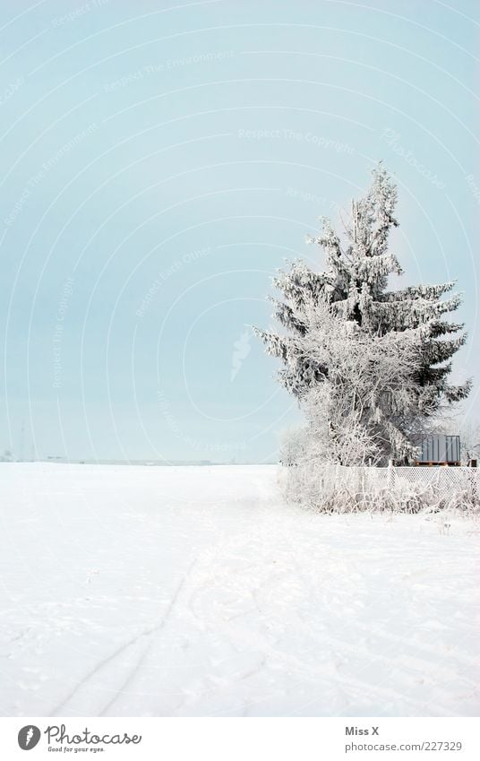 Kalt Natur Wetter Schönes Wetter Eis Frost Schnee Baum Wiese Feld kalt weiß Raureif Zaun Gartenzaun Tanne Winterstimmung Wintertag Schneelandschaft Farbfoto