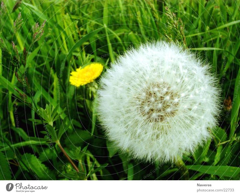 Kuschelblume Natur Pflanze Frühling Sommer Blume Gras Blüte Wildpflanze Wiese einfach frisch schön weich gelb grün weiß Löwenzahn Blütenpflanze Farbfoto