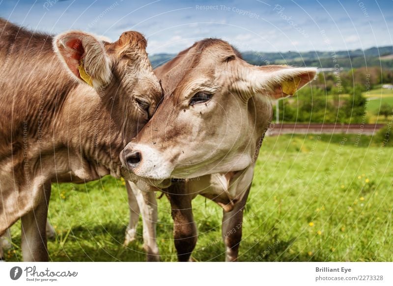 Zuneigung Sommer Natur Landschaft Feld Nutztier Kuh 2 Tier Tierpaar Kommunizieren Liebe Freundlichkeit Glück natürlich Gefühle Zufriedenheit Warmherzigkeit